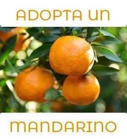 Aadopta-un-mandarino